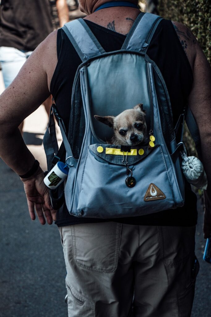 brown chihuahua in blue and black backpack