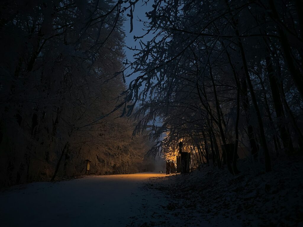 a path in the woods at night with snow on the ground