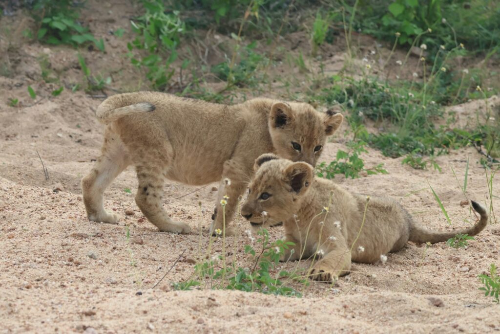 Two lion cubs play in the sand.