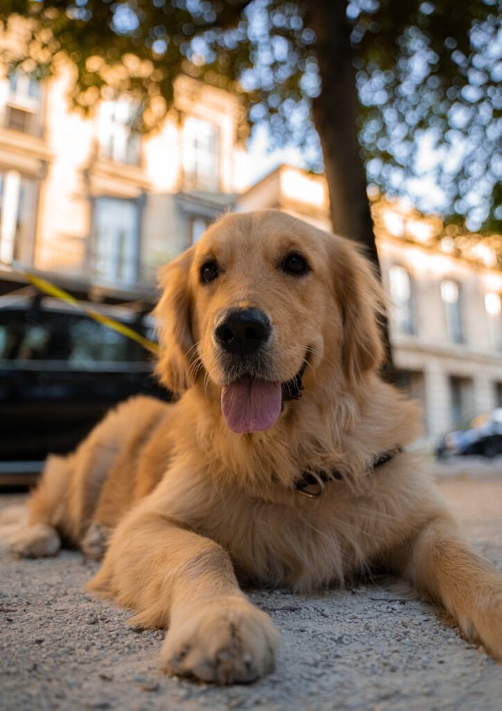 golden retriever puppy sitting on ground during daytime